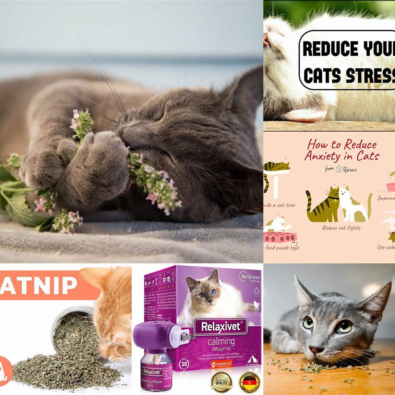 Reducing anxiety and stress The euphoric effect of catnip can help calm down anxious or stressed cats