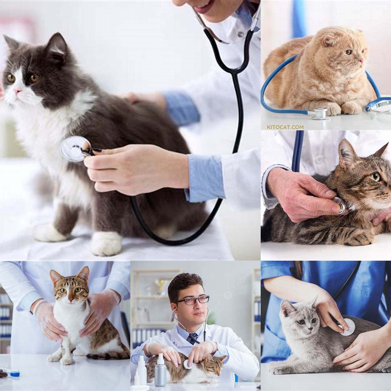 Regular Veterinary Check-Ups
