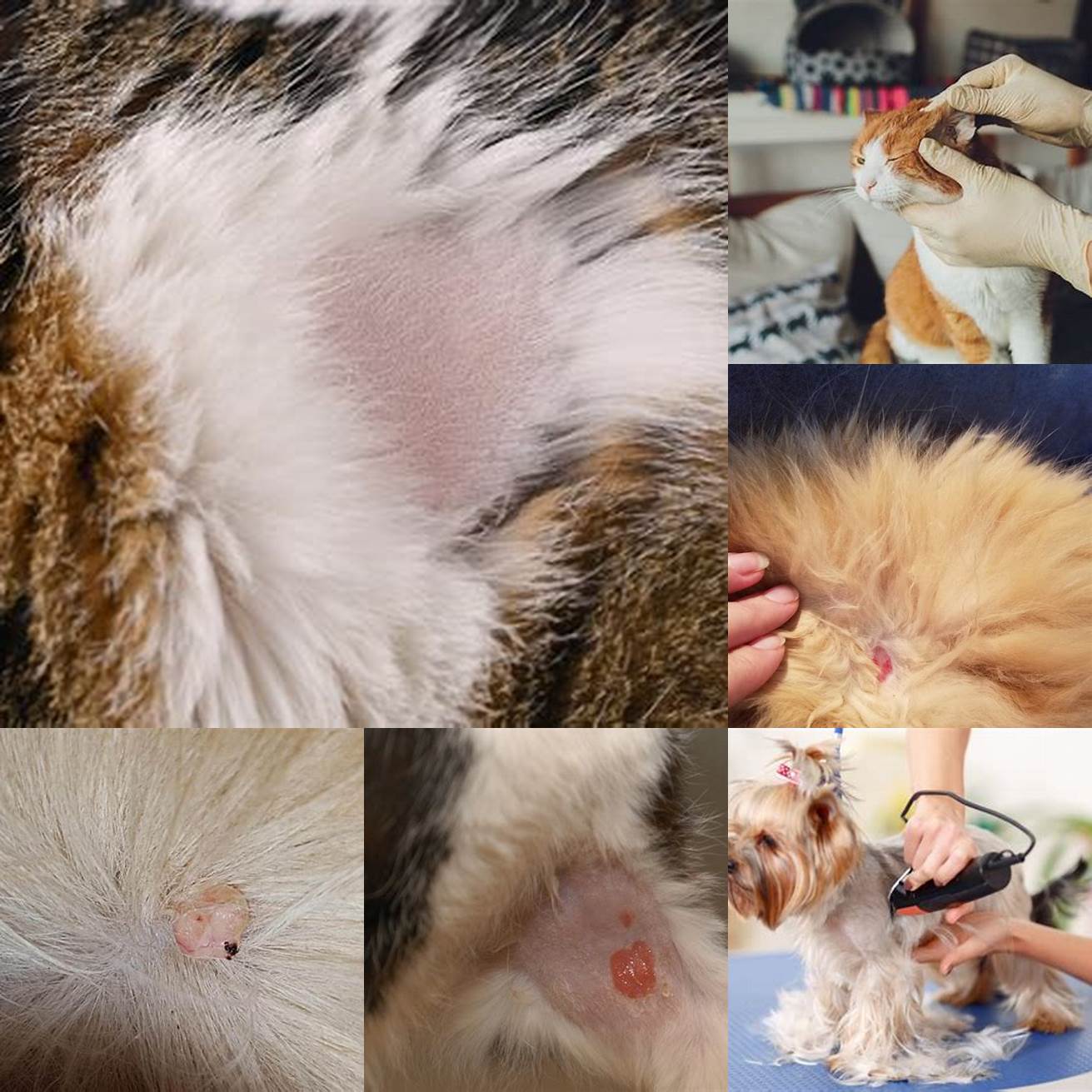 Regular grooming can help prevent skin tags from forming on your cats skin