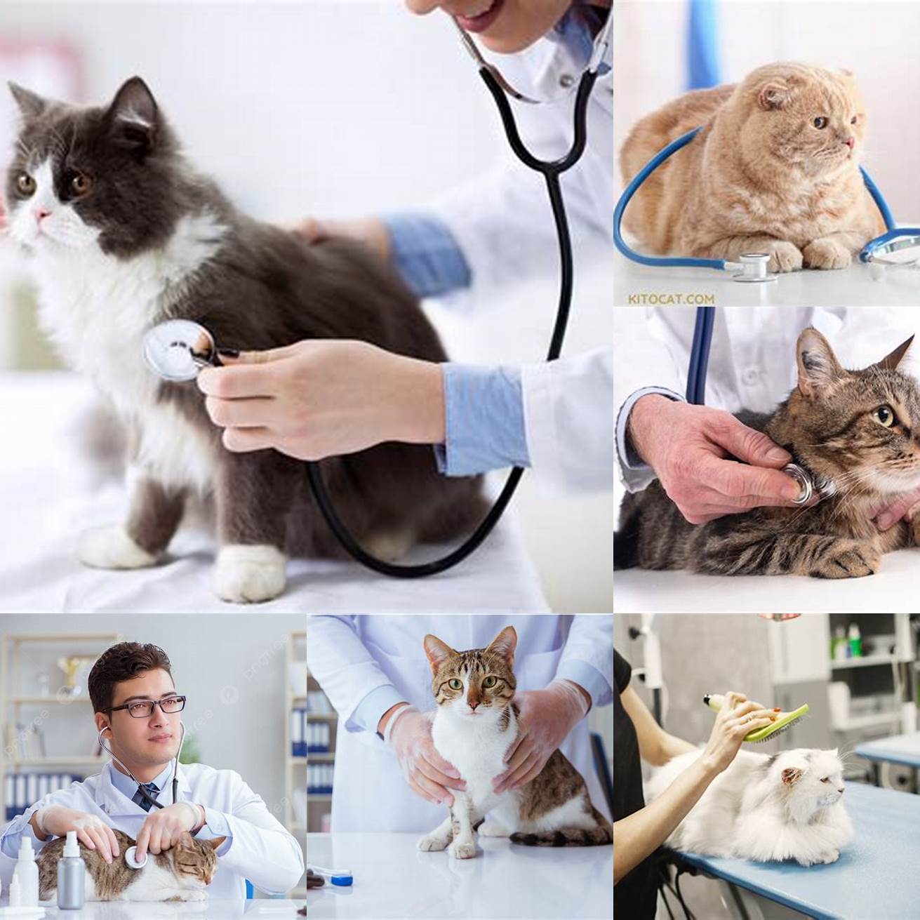 Regular veterinary check-ups