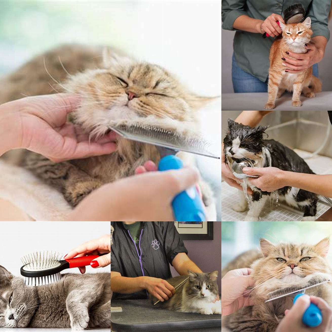 Regularly groom and care for your cat