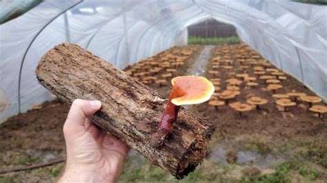 Reishi Mushrooms Harvesting