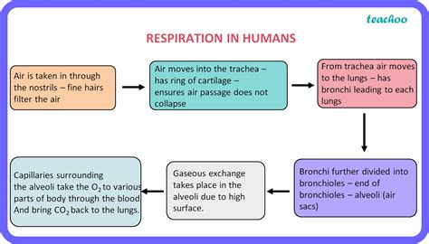 Respiration Flow Chart