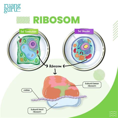 Ribosom