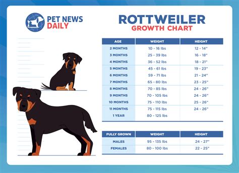 Rottweiler Dog Growth Chart