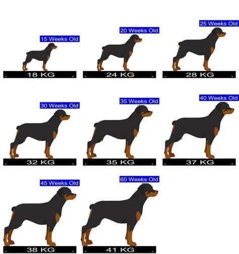Rottweiler Weight Chart Kg