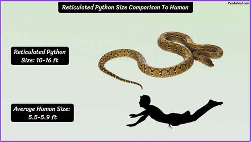 Royal Python Size Chart