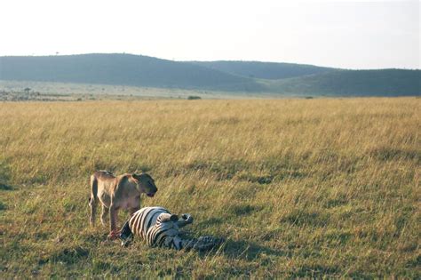 Rumput - Zebra - Singa