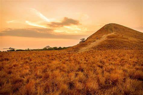 Rumput Savana