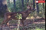 SC Deer Hunting 9 6 21 YouTube
