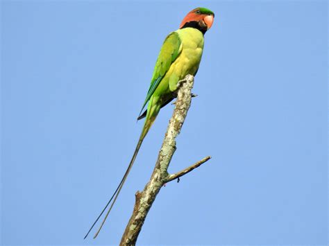 SG Parrot di Indonesia