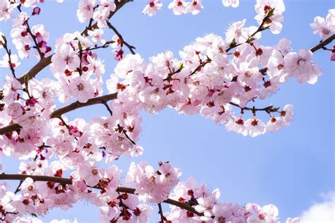 Sakura Nama Jepang