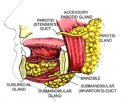 Gland Duct Anatomy