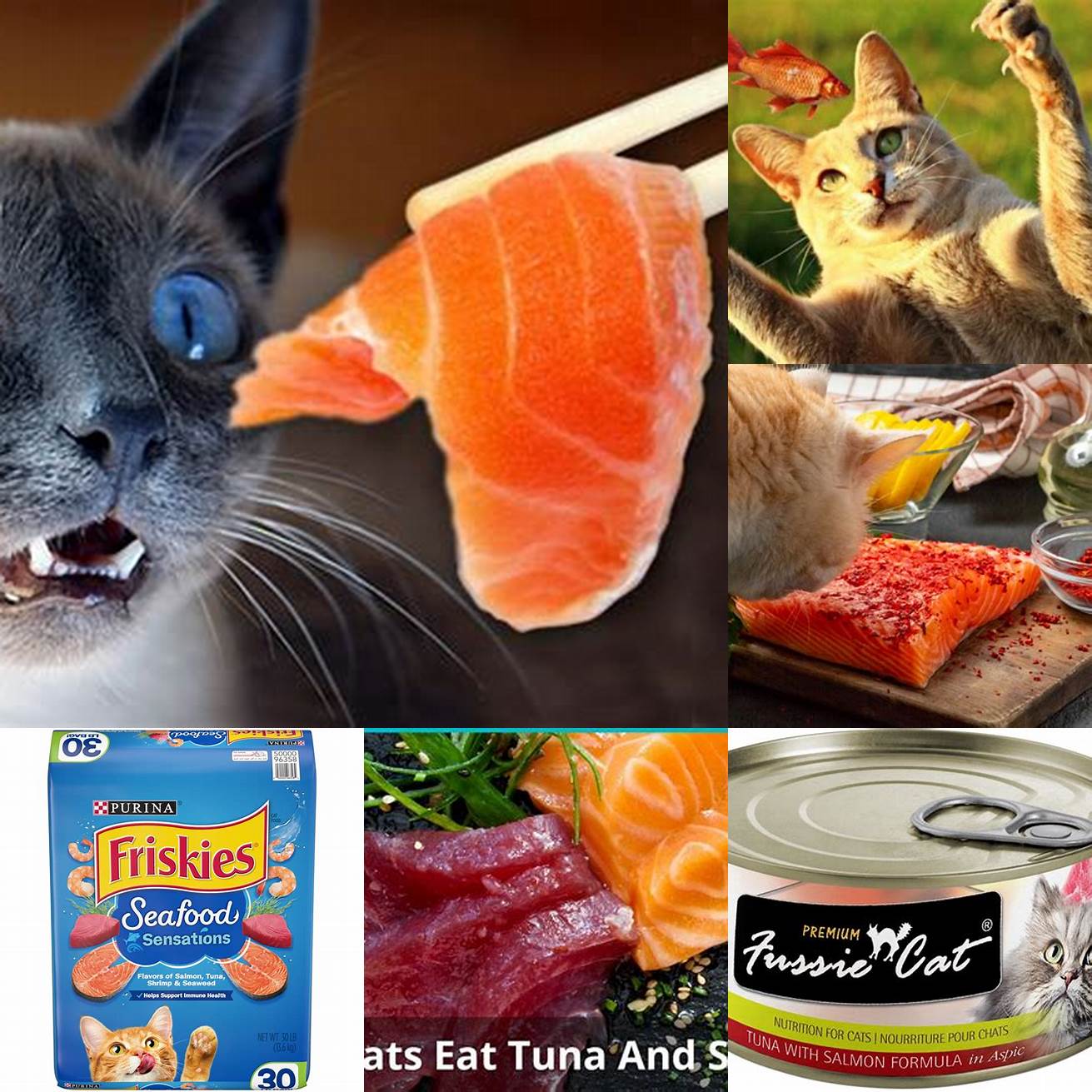 Salmon or tuna