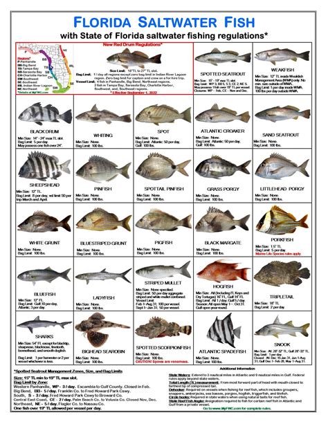 Saltwater Fish Identifier Accuracy
