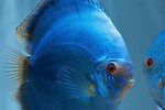 Saltwater Fish with Cobalt Blue