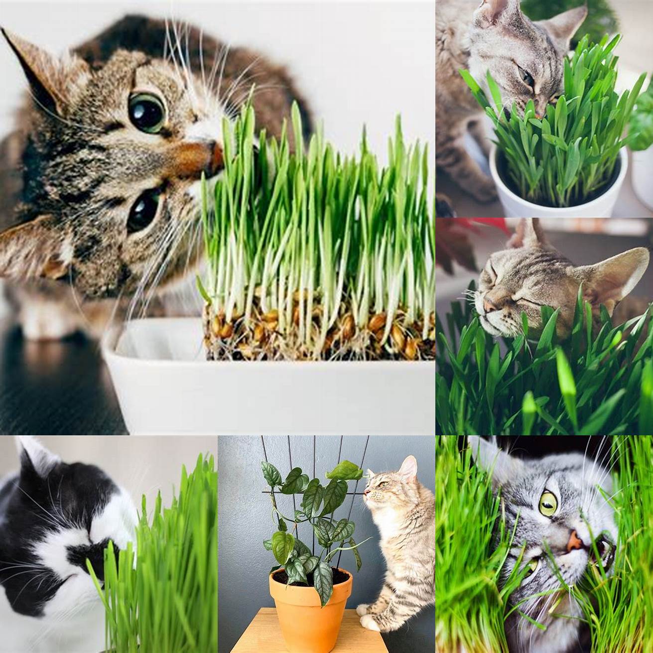 Satisfying the urge to chew Cats have a natural instinct to chew on plants and cat grass provides a safe and healthy outlet for that behavior