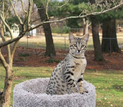Savannah