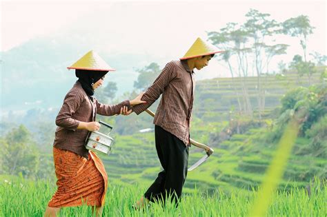 Sawah Indonesia