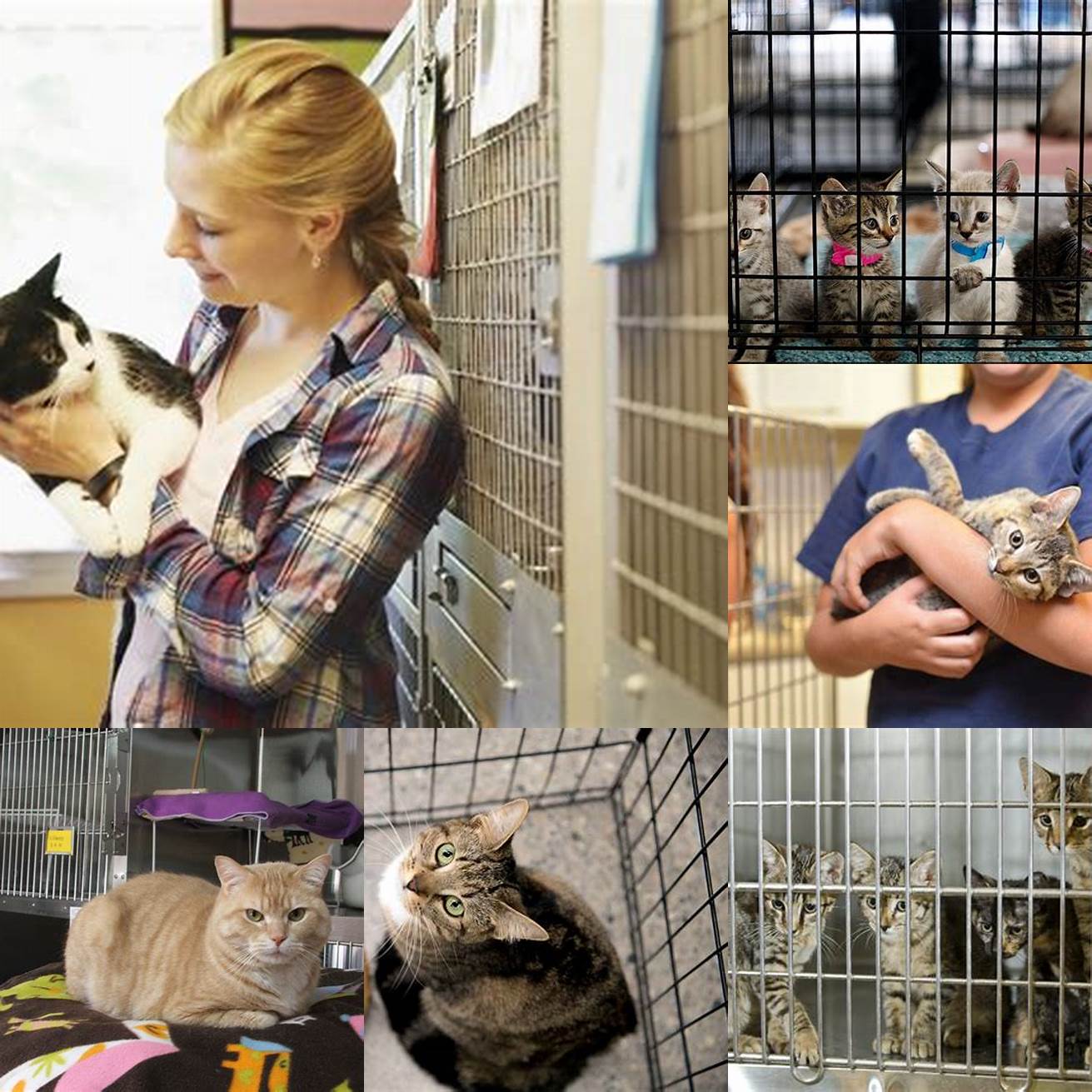 Schedule a visit to the shelter or rescue group