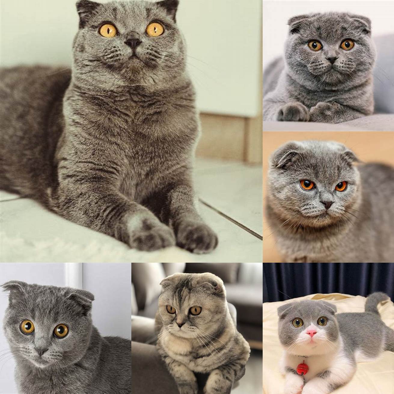 Scottish Fold cats are known for their calm and friendly personalities
