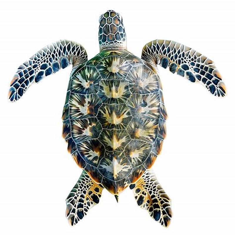 Sea Turtle Shell Pattern