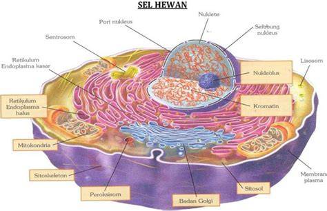 Sel Hewan