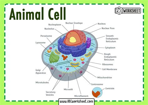 Select All the Structures That Animal Cells Contain