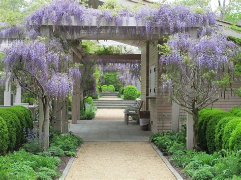 Selecting the right wisteria for your pergola