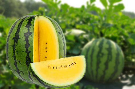The Sweet Success of Watermelon Farming in Indonesia