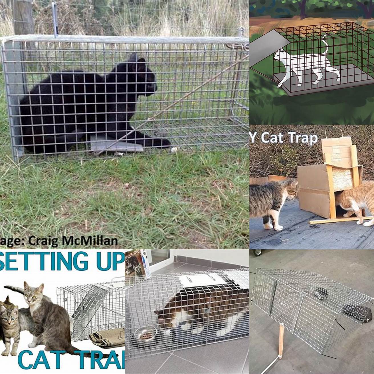 Set up a trap If your cat is hiding nearby you can set up a trap to catch them