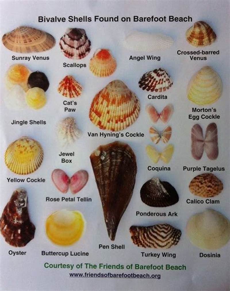 Shell Identification Chart