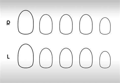 Short Nail Template