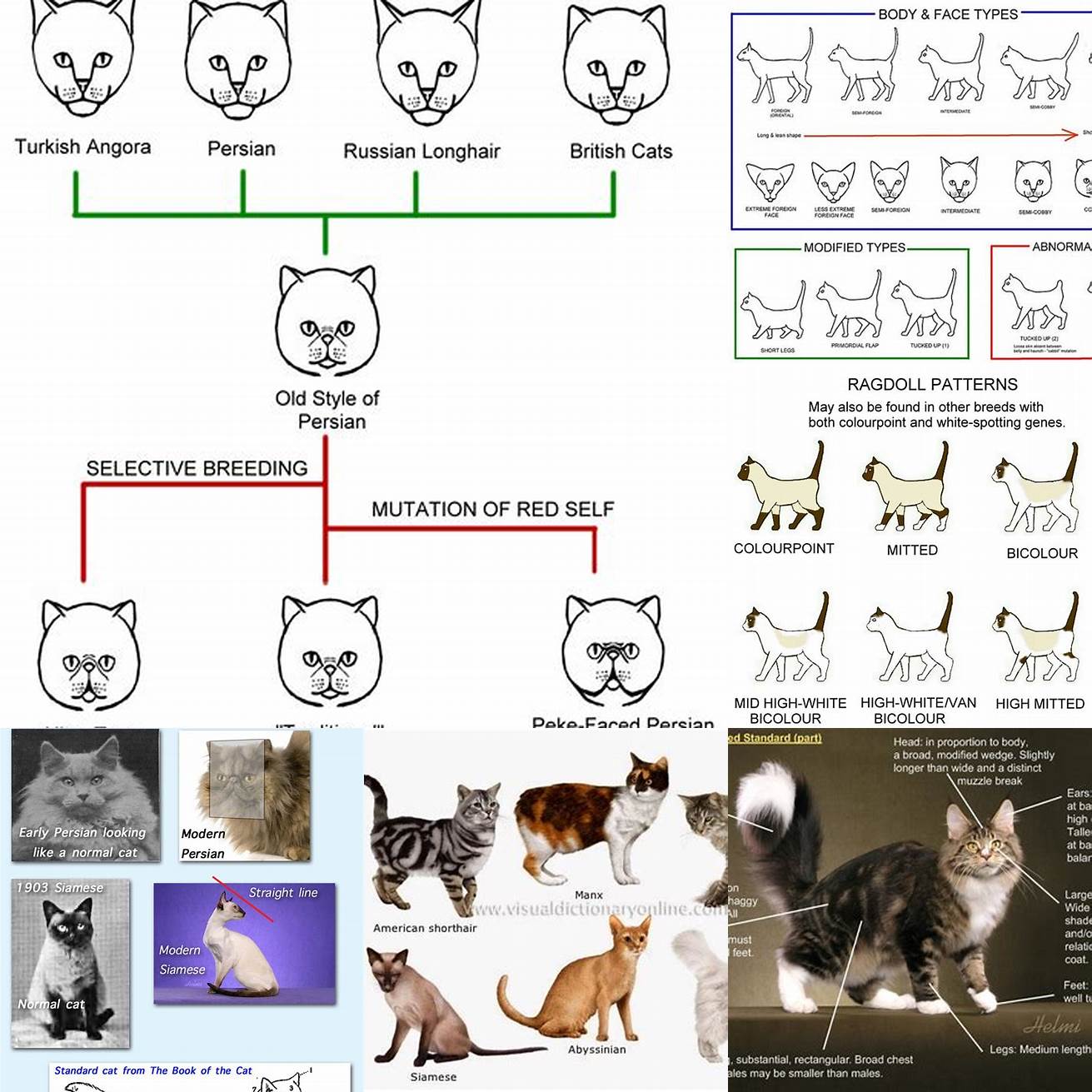 Showcasing the cats conformation and breed standards