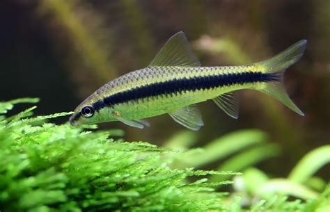 Siamese Algae Eater