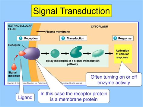 Proteins