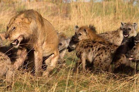 Singa dan Hyena