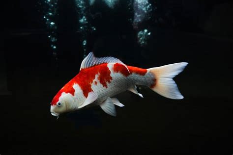 Single Color Koi Fish