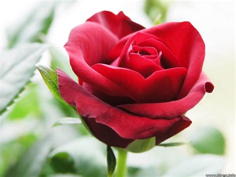 Single rose flower
