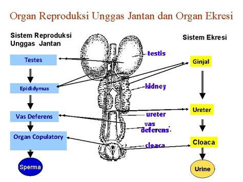 Sistem Reproduksi Jantan