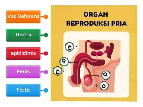 Sistem Reproduksi Pria
