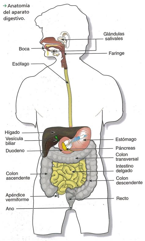 Digestivo Anatomia