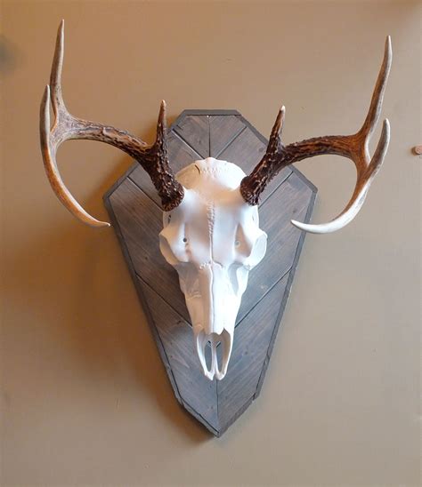 Skull Mount Plaque Template