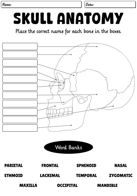 Skull Worksheets Printable