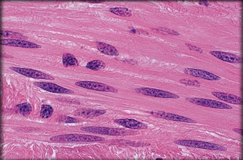 Smooth Muscle Tissue
