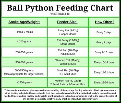 Snake Food Size Chart