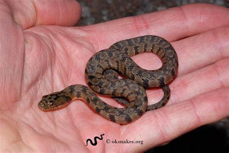 Snake With Red Diamond Pattern
