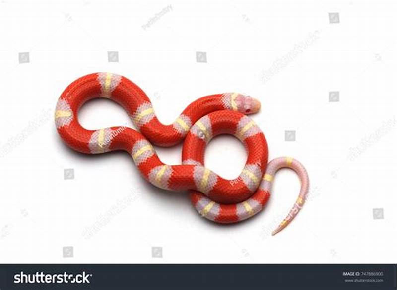 Snake With Triangle Pattern
