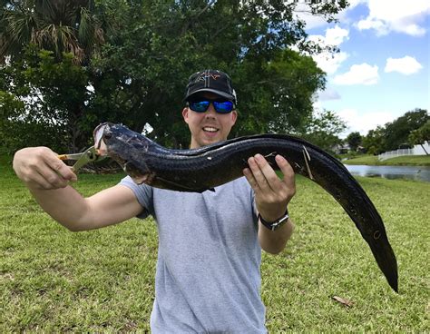Snakehead Fish Control Florida