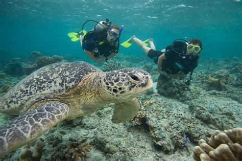 Snorkeling dan Diving di Pantai Senggigi Lombok